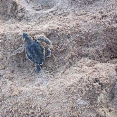 Tit' tortue verte rejoignant l'océan