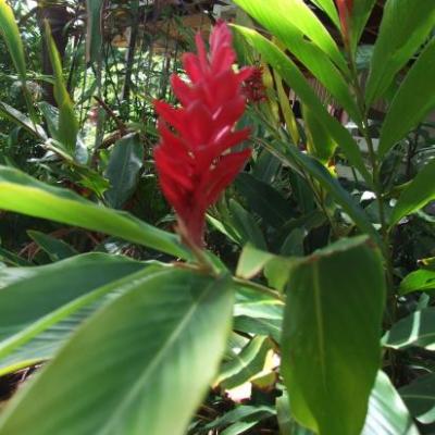 Alpinia