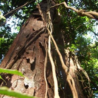 Arbre sur le Molokoï