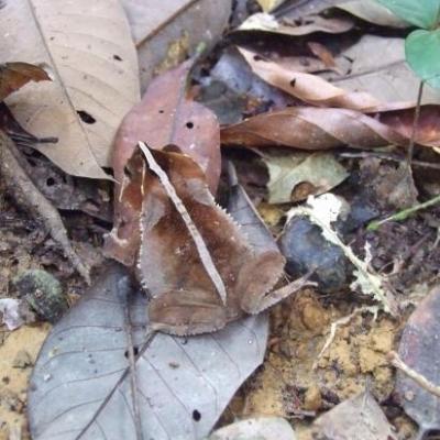 Grenouille feuille au Molokoï