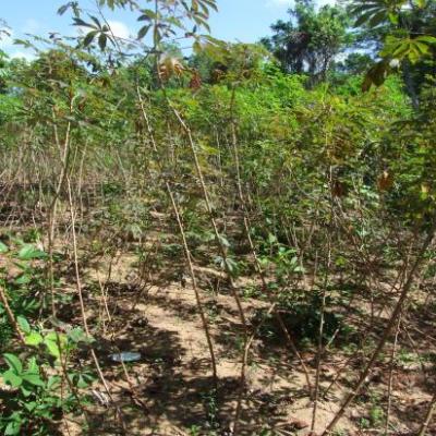 Plants de manioc