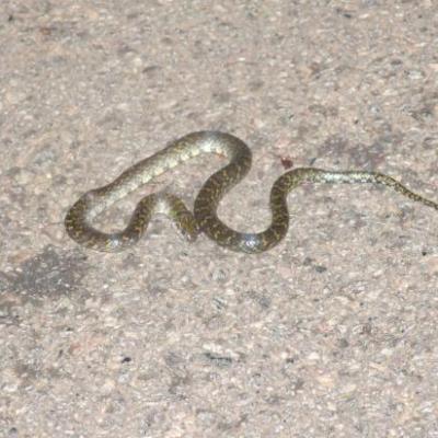 Serpent en mal de vitesse