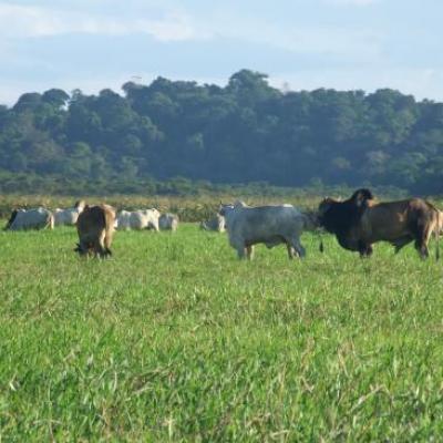 Vaches version Guyane