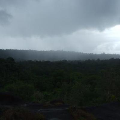 La forêt sous la pluie