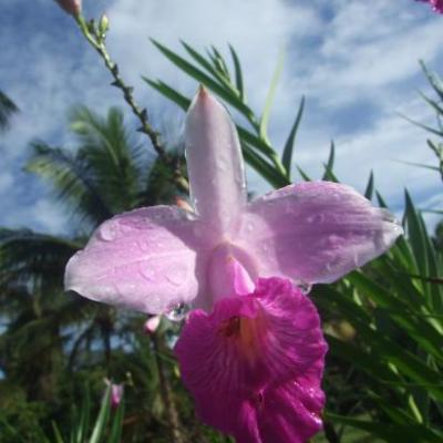 Flore en guyane