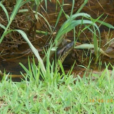 L'anaconda qui vit à 100 mètres de chez nous...