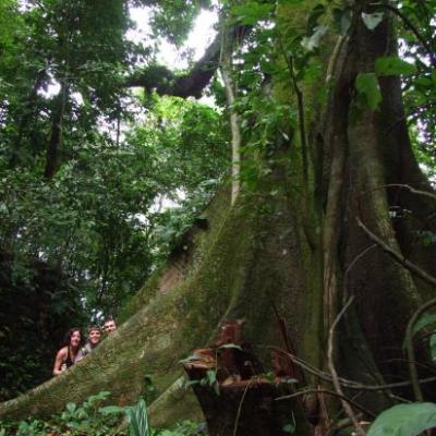 Arbre de l'îlet