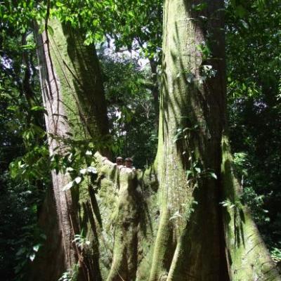 Le fromager siamois de l'île, unique en Guyane