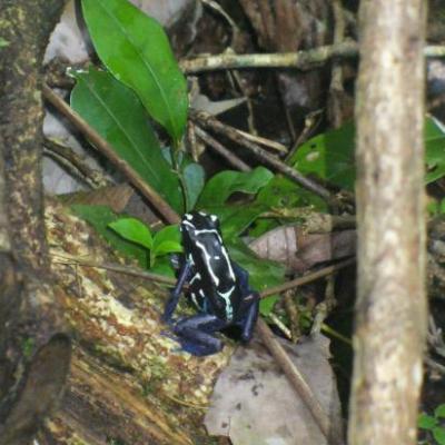 Une dendrobate