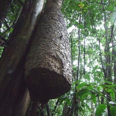  Nature d'Amazonie