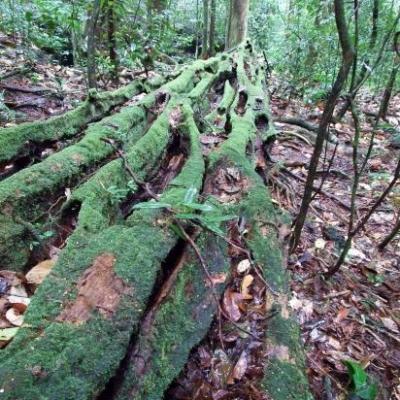 Tronc d'arbre "bois cathédrale"