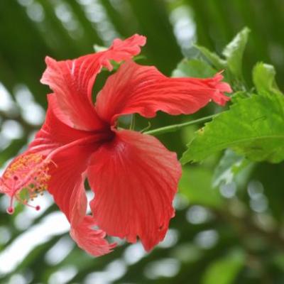 Hibiscus