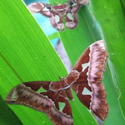 Papillon sur feuille