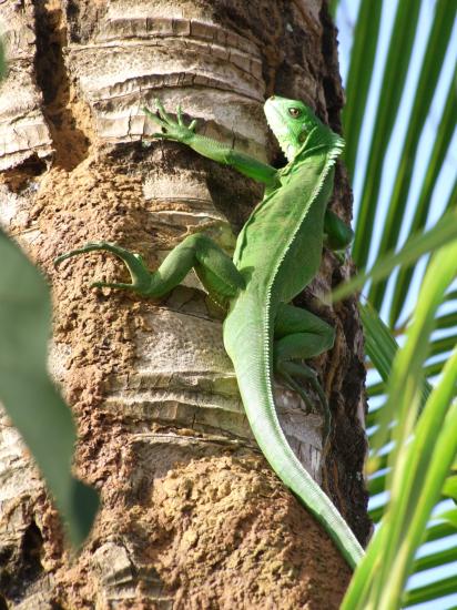 Mouché l'iguane