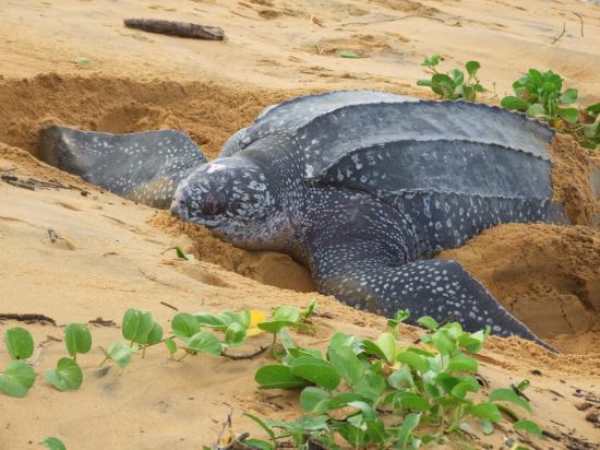 La valse lente de la tortue luth