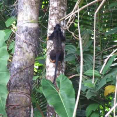 Tamarin à main rousse