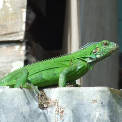 L'iguane prend le soleil