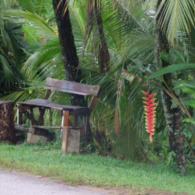 Banctypique surinamais